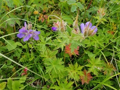 Geranium erianthum