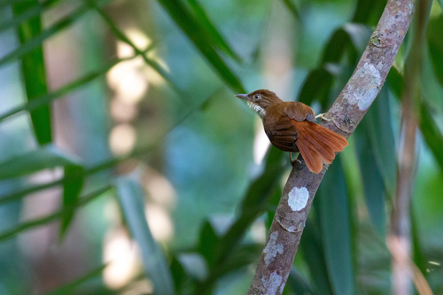 Pernambuco Foliage-gleaner (Automolus lammi), photo 8