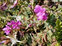 Epilobium obcordatum