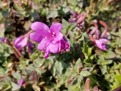 Epilobium obcordatum