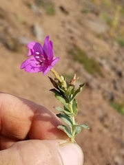 Epilobium obcordatum
