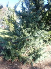 Thuja koraiensis