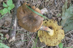 Cyanoboletus cyaneitinctus