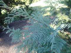Thuja koraiensis
