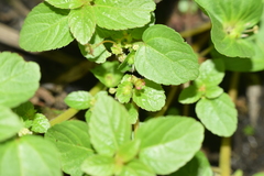 Acalypha mexicana