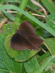 Pedaliodes dejecta dejecta