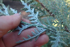 Thuja koraiensis