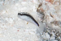 Asterropteryx striata