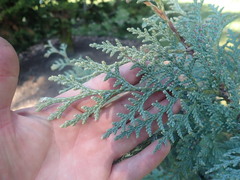 Thuja koraiensis