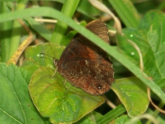 Pedaliodes dejecta dejecta