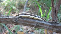 Psammophis subtaeniatus