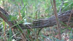 Psammophis subtaeniatus