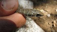 Psammophis subtaeniatus