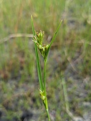 Scleria reticularis