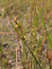 Scleria reticularis