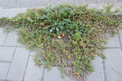 Potentilla paradoxa