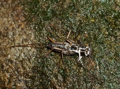 Anacroneuria