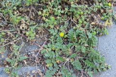Potentilla paradoxa