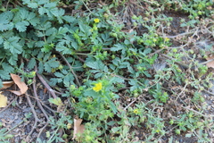 Potentilla paradoxa