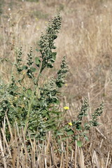 Chenopodium opulifolium