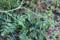 Potentilla paradoxa