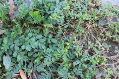Potentilla paradoxa