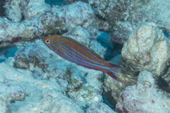 Paracheilinus filamentosus