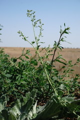 Chenopodium opulifolium