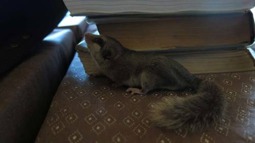 Common African Dormouse
