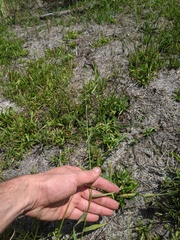 Dichanthelium spretum
