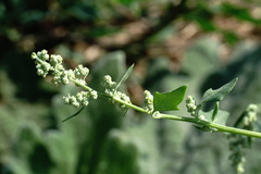 Chenopodium opulifolium