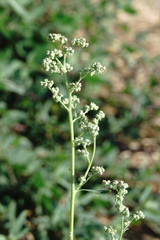 Chenopodium opulifolium