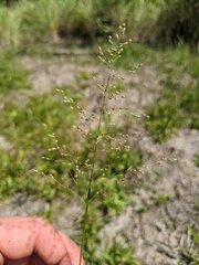 Dichanthelium spretum
