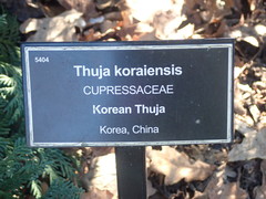 Thuja koraiensis