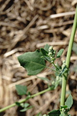 Chenopodium opulifolium