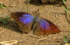 Arhopala amantes