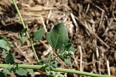 Chenopodium opulifolium