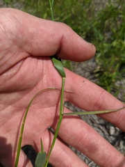 Dichanthelium spretum