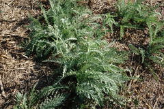 Achillea pannonica