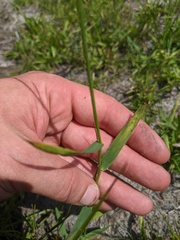 Dichanthelium spretum