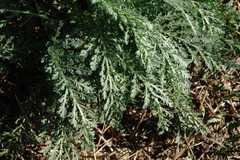 Achillea pannonica