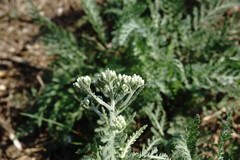 Achillea pannonica