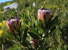 Protea