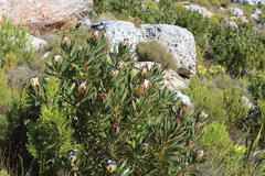Protea
