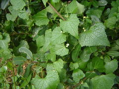 Zehneria scabra