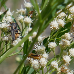 Chauliognathus obscurus
