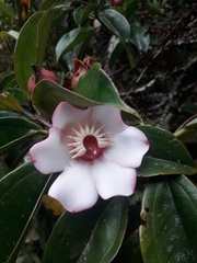 Blakea quadrangularis
