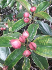 Blakea quadrangularis
