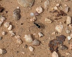 Cicindela schauppii