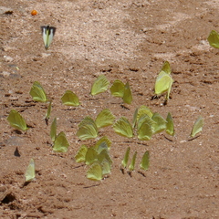 Abaeis mexicana